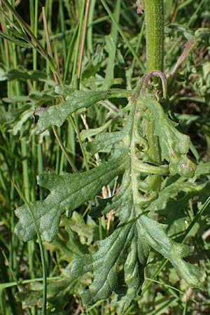 Senecio sylvaticus \ Wald-Greiskraut, D Hunsrück, Börfink 18.7.2022