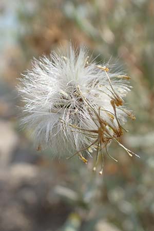 Senecio sylvaticus / Heath Groundsel, D Mannheim 24.8.2022