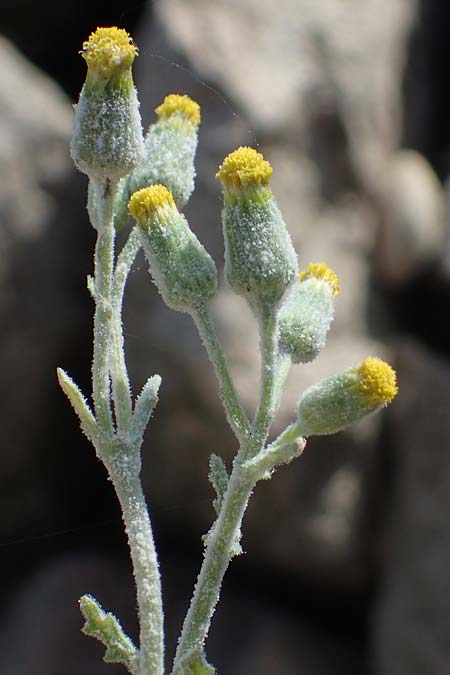 Senecio sylvaticus \ Wald-Greiskraut / Heath Groundsel, D Mannheim 24.8.2022