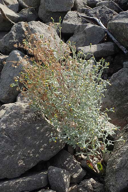 Senecio sylvaticus / Heath Groundsel, D Mannheim 24.8.2022