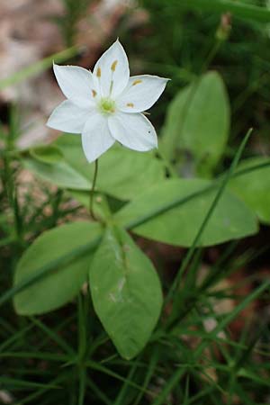 Lysimachia borealis / Starflower, Chickweed Wintergreen, D Rhön, Rotes Moor 21.6.2023