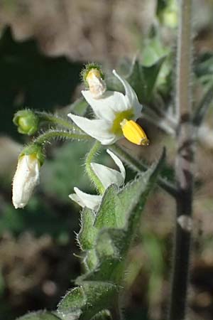 Solanum nigrum subsp. schultesii \ Schultes' Nachtschatten, Tuschender Nachtschatten, D Mannheim 10.9.2023