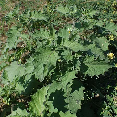 Solanum nigrum subsp. schultesii \ Schultes' Nachtschatten, Tuschender Nachtschatten / Schultes's Nightshade, D Mannheim 10.9.2023