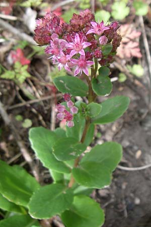 Hylotelephium telephium \ Purpur-Waldfetthenne / Witch's Moneybags, D Karlsruhe 19.7.2008