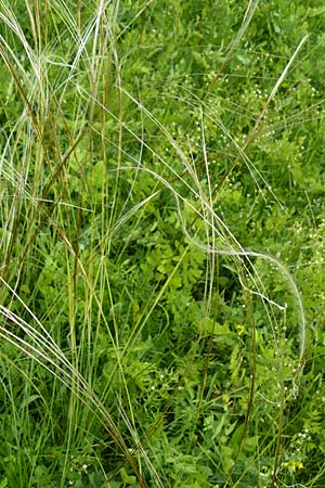 Stipa joannis \ Echtes Federgras, Grauscheidiges Federgras / Grey-Sheathed Feather-Grass, D Gerolzhofen-Sulzheim 4.6.2016