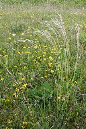 Stipa joannis / Grey-Sheathed Feather-Grass, D Gerolzhofen-Sulzheim 1.6.2015