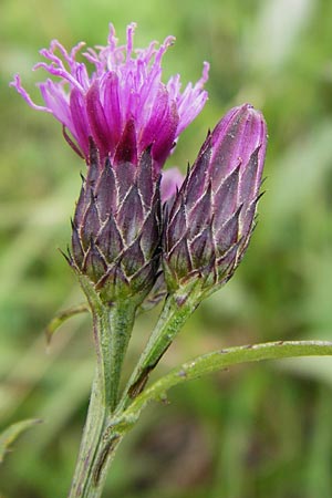 Serratula tinctoria / Saw Wort, D Grettstadt 18.7.2015