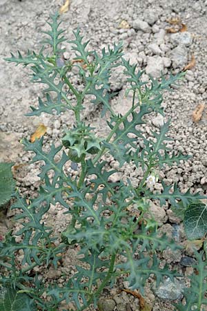 Solanum triflorum \ Dreibltiger Nachtschatten, D Mannheim 9.9.2015