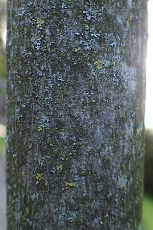 Staphylea pinnata / Bladdernut, D Botan. Gar.  Universit.  Heidelberg 21.4.2016