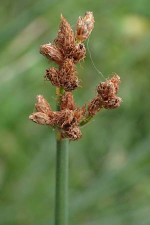 Schoenoplectus tabernaemontani \ Tabernaemontanus' Flechtbinse, Salz-Teichsimse / Grey Club-Rush, D Bürstadt 30.9.2016