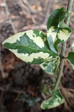 Euonymus fortunei \ Kletter-Spindelstrauch, Kriechspindel-Pfaffenhtchen / Fortune's Spindle, D Obernburg am Main 2.10.2016