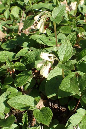 Symphytum tuberosum \ Knotiger Beinwell / Tuberous Comfrey, D Bad Vilbel 25.3.2017