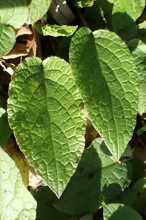 Symphytum tuberosum \ Knotiger Beinwell / Tuberous Comfrey, D Bad Vilbel 25.3.2017