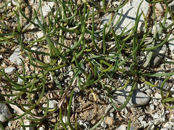 Littorella uniflora \ Strandling, D Konstanz 24.4.2018