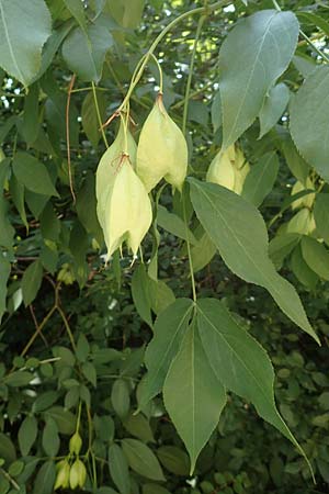 Staphylea pinnata \ Pimpernuss, D Pfalz, Speyer 8.6.2018