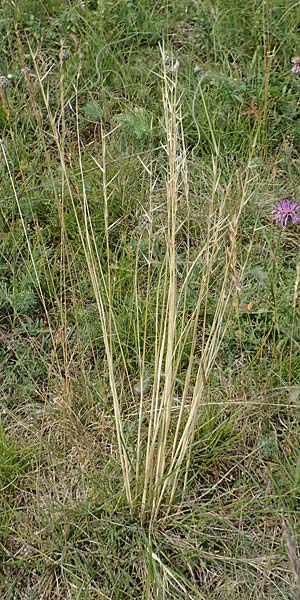 Stipa joannis / Grey-Sheathed Feather-Grass, D Grünstadt-Asselheim 16.6.2018