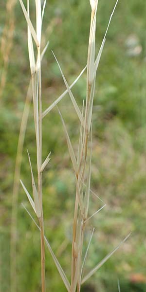 Stipa joannis / Grey-Sheathed Feather-Grass, D Grünstadt-Asselheim 16.6.2018