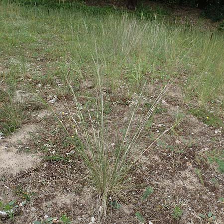 Stipa capillata \ Haar-Pfriemengras / Feather-Grass, Needle Grass, D Schwetzingen 22.6.2018