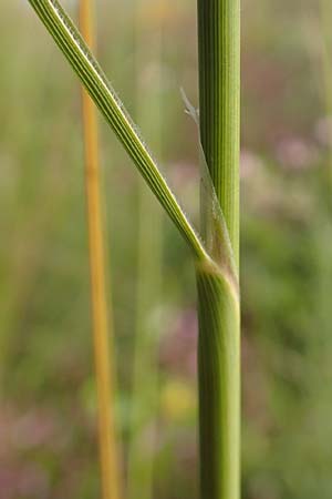 Stipa capillata \ Haar-Pfriemengras / Feather-Grass, Needle Grass, D Kaiserstuhl,  Badberg 25.6.2018