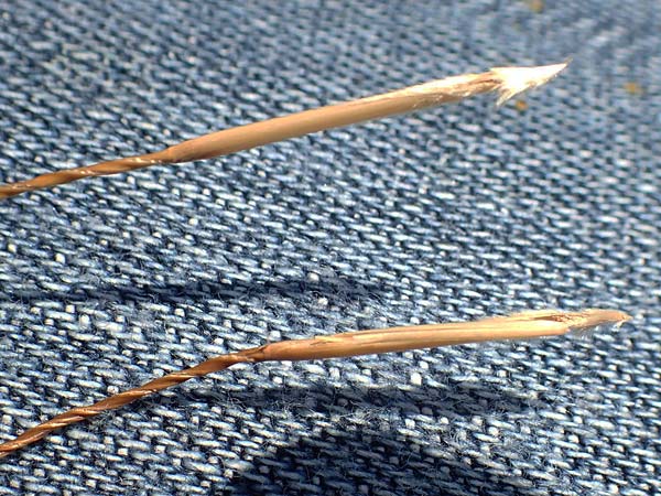 Stipa joannis \ Echtes Federgras, Grauscheidiges Federgras / Grey-Sheathed Feather-Grass, D Rotenfels 29.6.2018