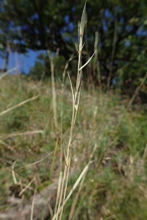 Stipa joannis \ Echtes Federgras, Grauscheidiges Federgras / Grey-Sheathed Feather-Grass, D Rotenfels 29.6.2018