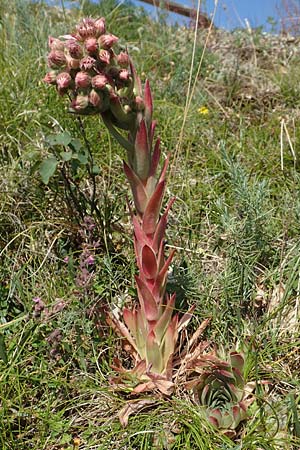 Sempervivum tectorum \ Dach-Hauswurz / Common House-Leek, D Rotenfels 29.6.2018