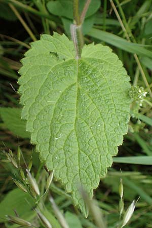 Stachys sylvatica \ Wald-Ziest, D Aachen-Orsbach 13.6.2019