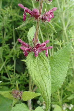 Stachys sylvatica \ Wald-Ziest / Hedge Woundwort, D Aachen-Orsbach 13.6.2019