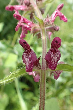 Stachys sylvatica \ Wald-Ziest, D Aachen-Orsbach 13.6.2019