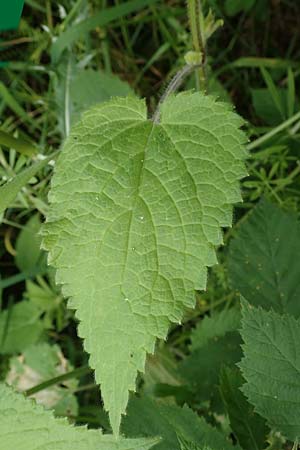 Stachys sylvatica \ Wald-Ziest, D Aachen-Orsbach 13.6.2019