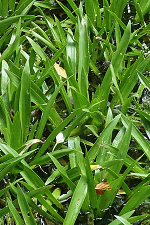 Stratiotes aloides \ Krebsschere, Wasser-Aloe, D Walldorf 6.8.2019