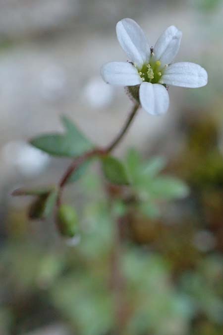 Saxifraga tridactylites \ Dreifinger-Steinbrech / Rue-Leaved Saxifrage, D Neuleiningen 13.3.2020