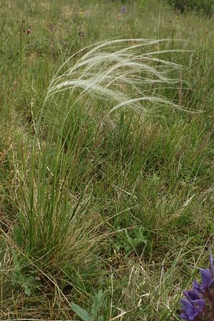 Stipa joannis / Grey-Sheathed Feather-Grass, D Grünstadt-Asselheim 4.5.2020