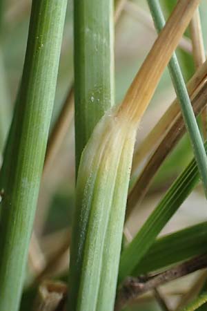 Stipa joannis \ Echtes Federgras, Grauscheidiges Federgras / Grey-Sheathed Feather-Grass, D Grünstadt-Asselheim 4.5.2020