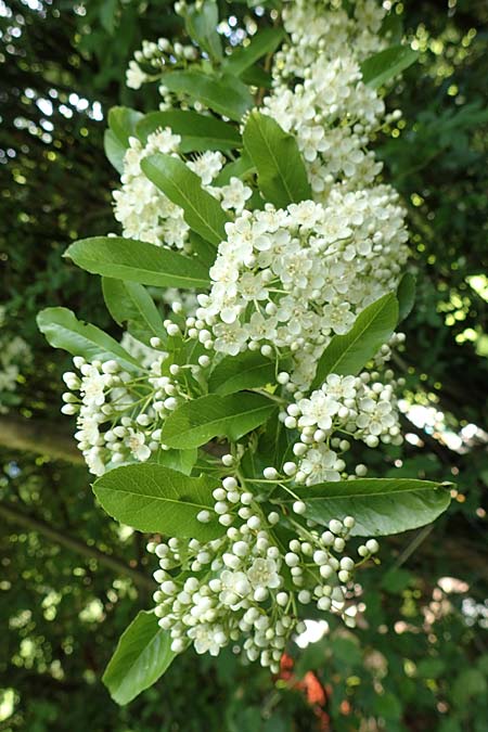 Pyracantha coccinea agg. \ Feuerdorn, D Seeheim an der Bergstraße 12.5.2020