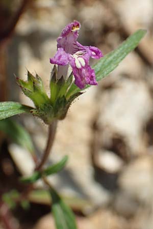 Galeopsis angustifolia / Red Hemp-Nettle, D Friedewald 29.7.2020