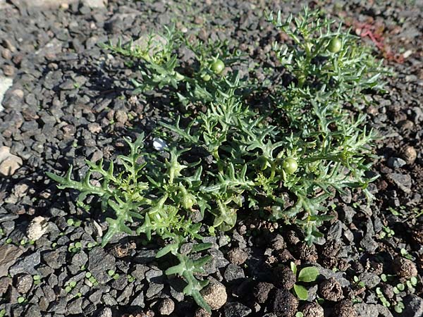 Solanum triflorum \ Dreibltiger Nachtschatten, D Ludwigshafen 11.10.2020