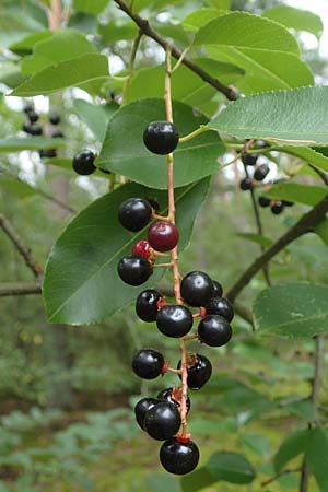 Prunus serotina \ Spte Traubenkirsche / Rum Drupes, D Lampertheim 28.8.2021