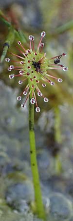 Drosera intermedia \ Mittlerer Sonnentau, D Elmpt 6.9.2021