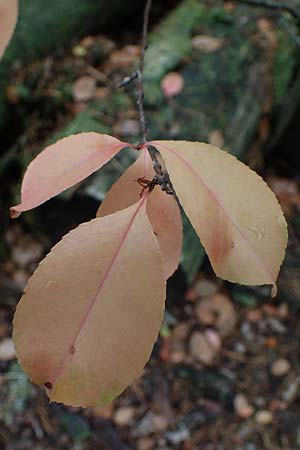 Prunus serotina \ Spte Traubenkirsche / Rum Drupes, D Lampertheim 11.9.2022