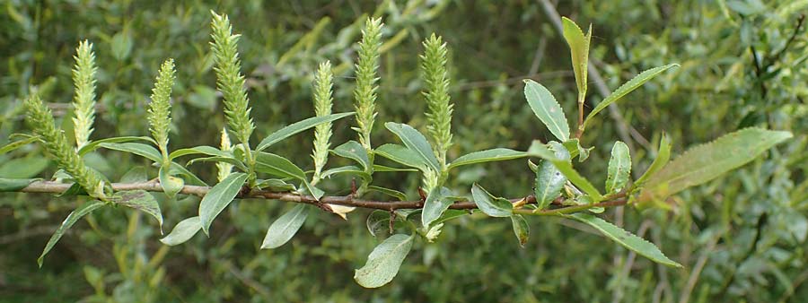 Salix triandra / Almond Willow, D Walldürn 20.5.2023