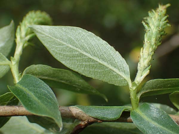 Salix triandra \ Mandel-Weide / Almond Willow, D Walldürn 20.5.2023