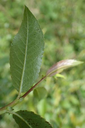 Salix triandra \ Mandel-Weide, D Walldürn 20.5.2023