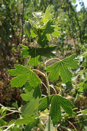 Ribes uva-crispa \ Stachelbeere / Gooseberry, D Thüringen, Bottendorf 13.6.2023