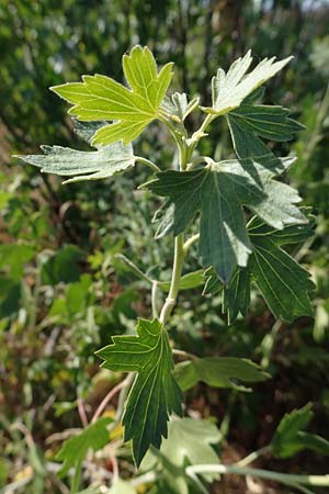 Ribes uva-crispa \ Stachelbeere / Gooseberry, D Thüringen, Bottendorf 13.6.2023