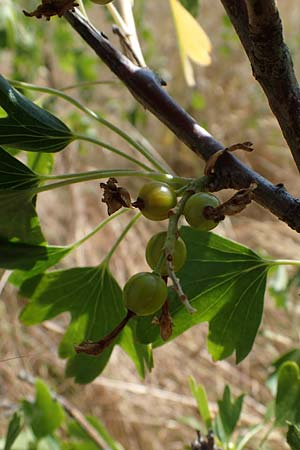 Ribes uva-crispa \ Stachelbeere / Gooseberry, D Thüringen, Bottendorf 13.6.2023