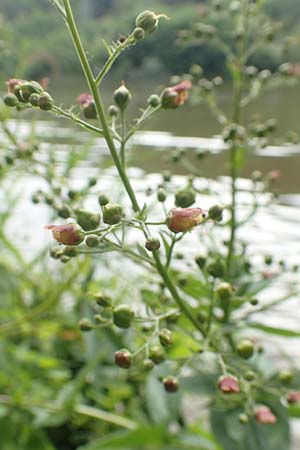 Scrophularia umbrosa \ Geflgelte Braunwurz, D Erlenbach am Main 16.7.2016