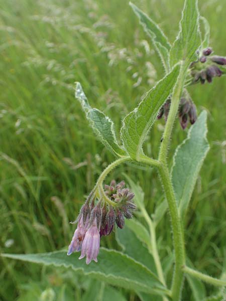 Symphytum uplandicum \ Futter-Beinwell / Russian Comfrey, D Bochum 22.5.2018