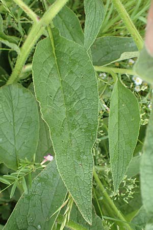 Symphytum uplandicum / Russian Comfrey, D Bochum 22.5.2018