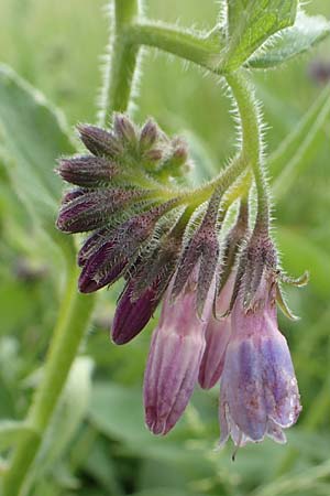 Symphytum uplandicum / Russian Comfrey, D Bochum 22.5.2018